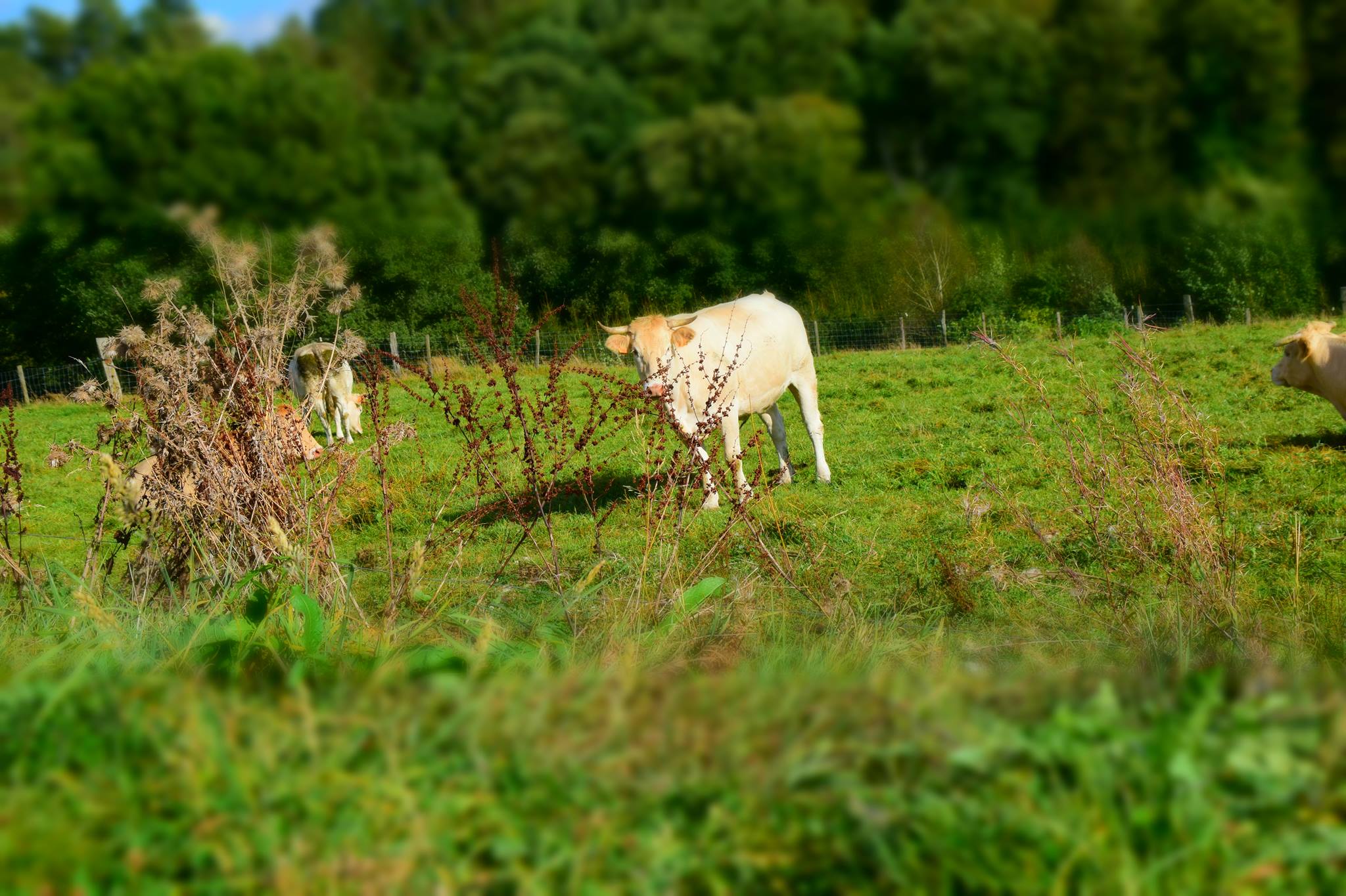 Ferme Gaspar